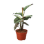 Calathea 'White Star'
