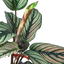 Calathea 'White Star'