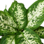 Dieffenbachia 'Tropic Snow'