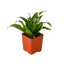 Dracaena ‘Janet Craig’ | Easy-Care Upright Foliage