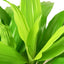 Dracaena 'Lime Light'