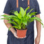 Dracaena 'Lime Light'