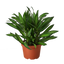 Dracaena 'Song of Jamaica'