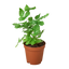 Pteris Cretica 'Albo Fern' - Ribbon