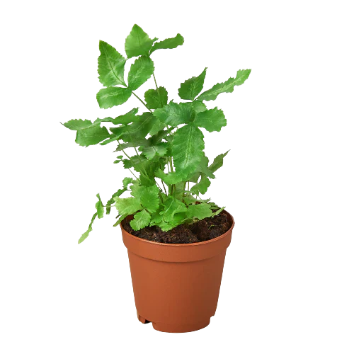 Pteris Cretica 'Albo Fern' - Ribbon