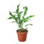 Fern 'Blue Star'