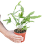 Fern 'Blue Star'
