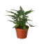 'Korean Rock' Fern