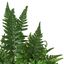 'Korean Rock' Fern