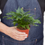 'Korean Rock' Fern