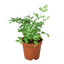 Fern 'Silver Lace'