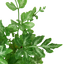 Fern 'Silver Lace'