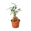 Ficus 'Ginseng'