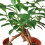 Ficus 'Ginseng'