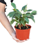 Ficus 'Ginseng'