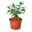 Ficus 'Ginseng'