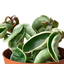 Hoya 'Rope Plant' Variegated