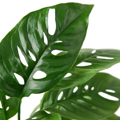 Monstera ‘Swiss Cheese’ | Climbing, Air-Purifying
