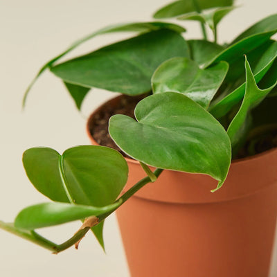 Philodendron Cordatum | Low Light Trailing Plant