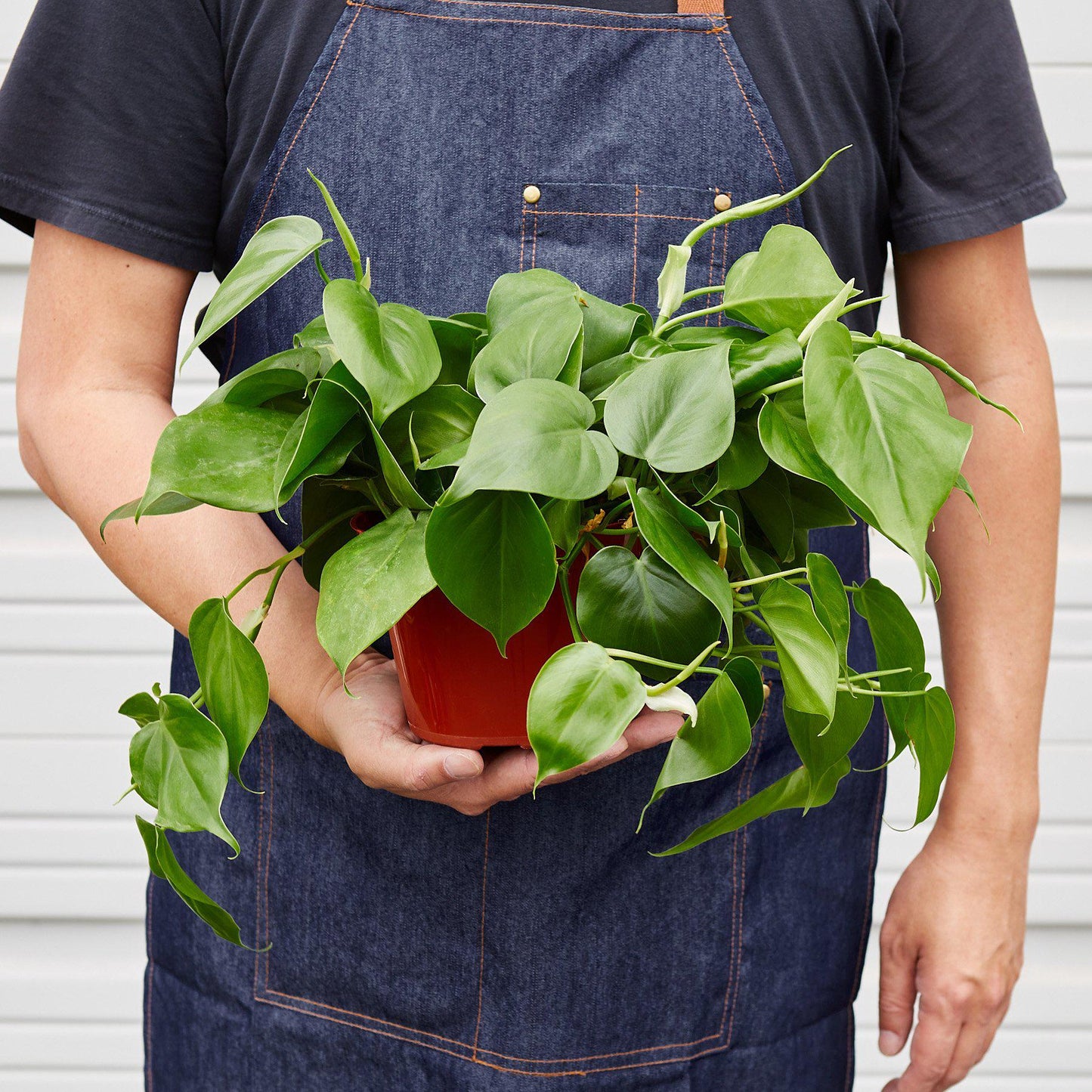 Philodendron Cordatum | Low Light Trailing Plant