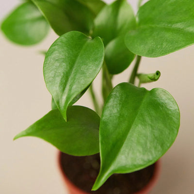Monstera ‘Split-Leaf’ | Iconic, Lush Tropical Look