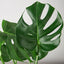 Monstera ‘Split-Leaf’ | Iconic, Lush Tropical Look