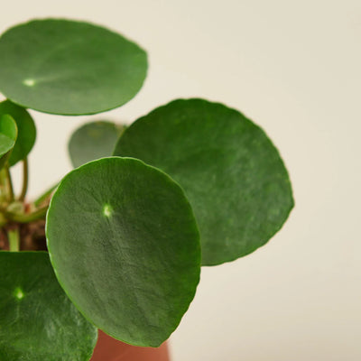 Pilea Peperomioides | Pet-Friendly & Compact