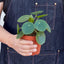 Pilea Peperomioides | Pet-Friendly & Compact