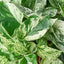 Marble Queen Pothos | White Variegated Vine