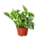 Marble Queen Pothos | White Variegated Vine