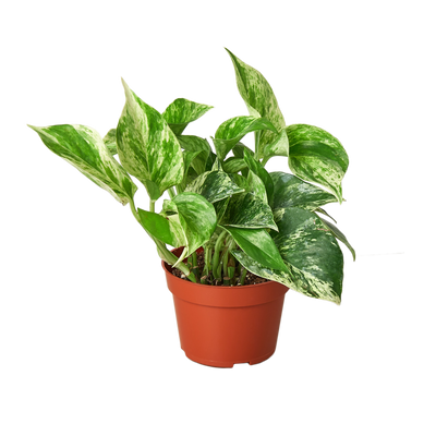 Marble Queen Pothos | White Variegated Vine