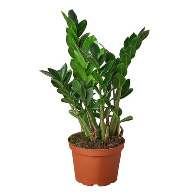 ZZ Plant | Low-Light, Hardy Air-Purifying Plant
