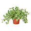 Pothos 'N’Joy' | Easy-Care Trailing Plant