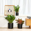 Plant Pots Ceramic Planter for Indoor Outdoor Plants Flowers 10 Inch Matte Black Large Cylinder Flower Pot with Saucer and Drainage Hole,Glazed Finish Interior and Exterior