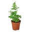 'Autumn' Fern