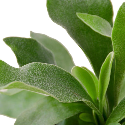Staghorn Fern | Sculptural, Low Light Wall Mount