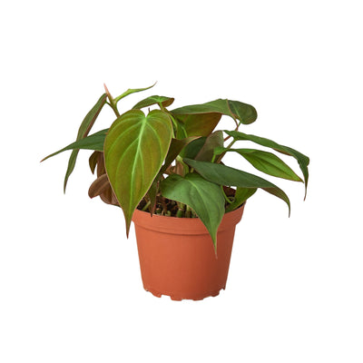 Philodendron ‘Velvet’ | Lush Trailing Foliage Plant