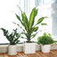 7'' round Self Watering Planter with Water Level Gauge Indoor Home Garden Modern Decorative Planter Pot for All House Plants Flowers Herbs Succulents (3, White Wthout Soil)