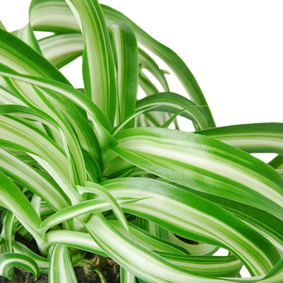 Spider Plant 'Bonnie' | Pet-Safe, Trailing Purifier