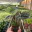 Alocasia Polly 'African Mask'