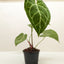 Anthurium Crystallinum