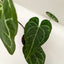 Anthurium Crystallinum
