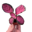 Calathea 'Purple Rose'
