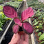 Calathea 'Purple Rose'