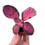 Calathea 'Purple Rose'