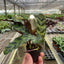 Calathea ‘Rattlesnake’ | Pet-Friendly, Low Light