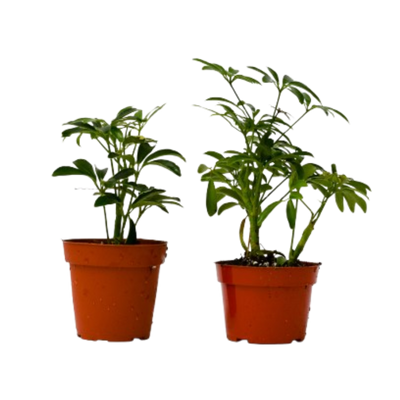 2 Different Schefflera Plants Variety Pack - 4" Pot