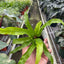 Fern 'Bird's Nest Hurricane'
