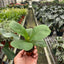 Ficus Lyrata 'Fiddle Leaf Fig'