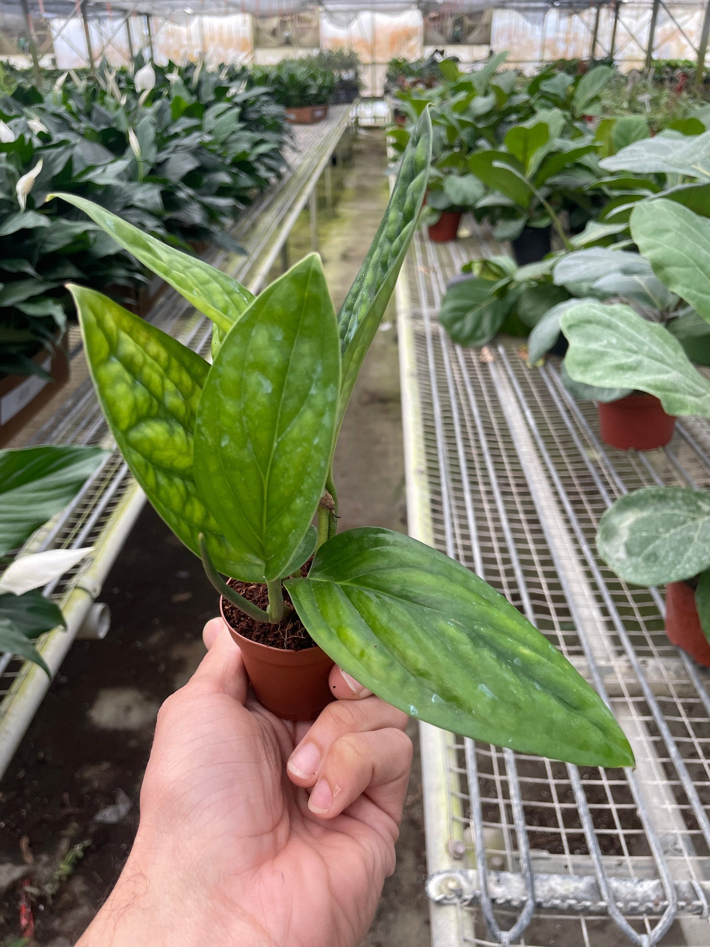Monstera 'Peru' - Unique Iridescent